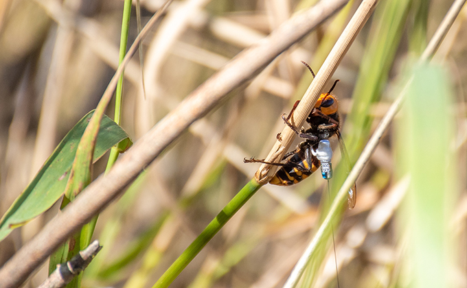 giant hornet with a tracker