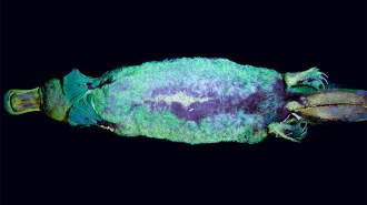 platypus glowing under ultraviolet light