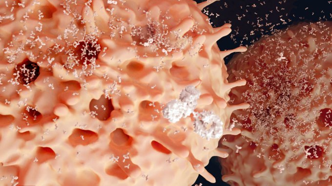 illustration of plasma cells