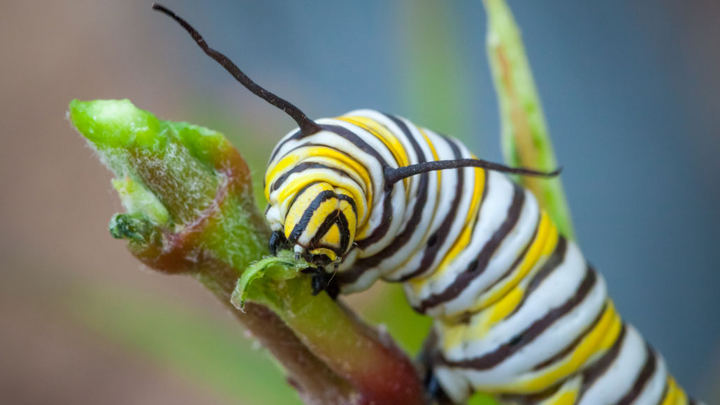 Monarch caterpillar