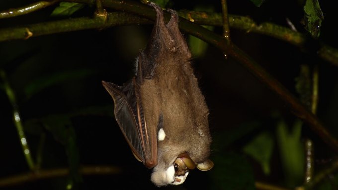 male wrinkle-faced bat