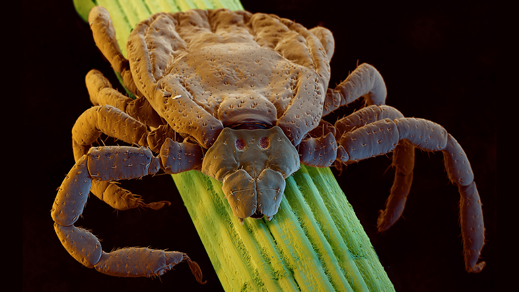 Brown dog tick close-up