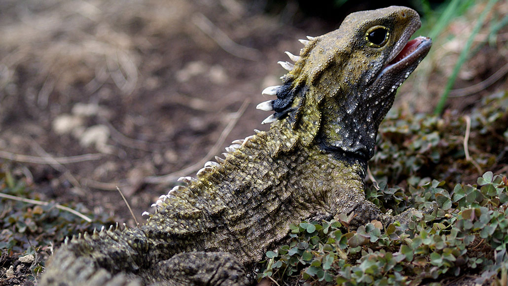 A tuatara, which looks like a spiny lizard
