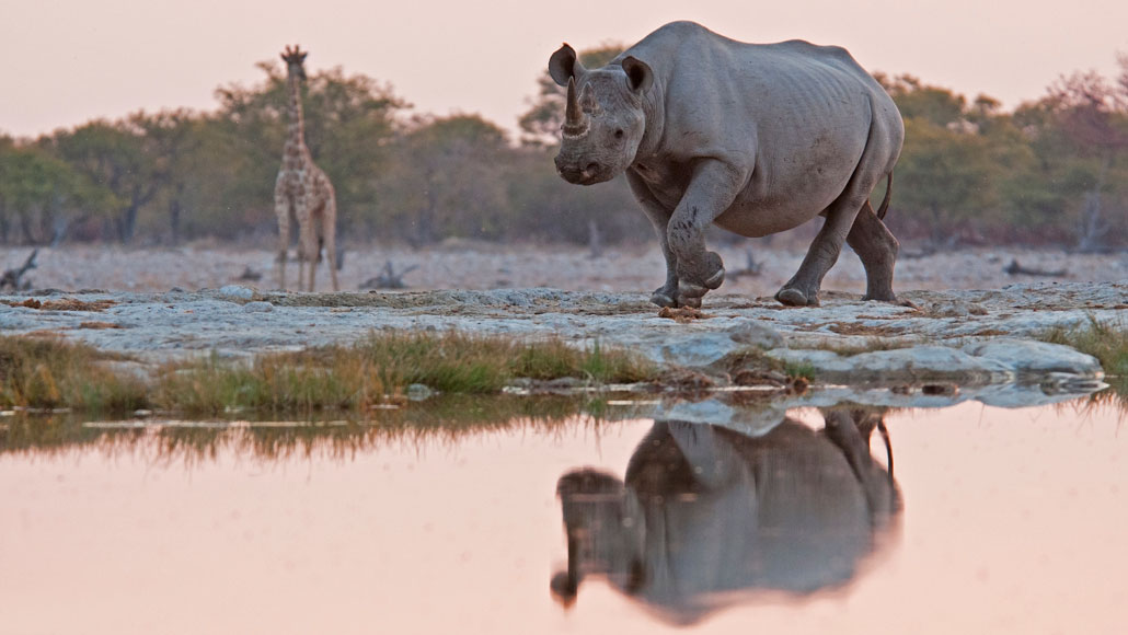 image of a giraffe and a rhinoceros in Namibia