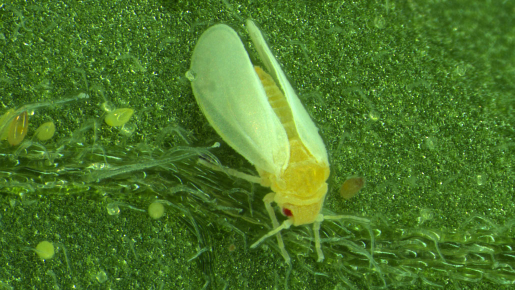 whitefly