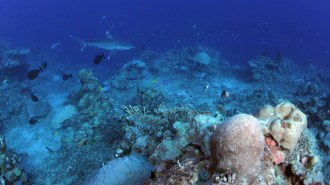 fish swimming by coral reef