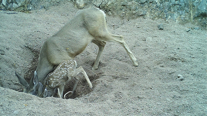 a doe and fawn leaning down to drink water out of a hole in the ground