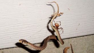 A brown widow spider crawling along a garter snake trapped in its web against a white wall