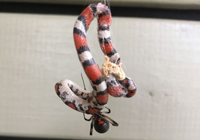 Brown widow spider crawls along a scarlet snake ensnared in the spider's web
