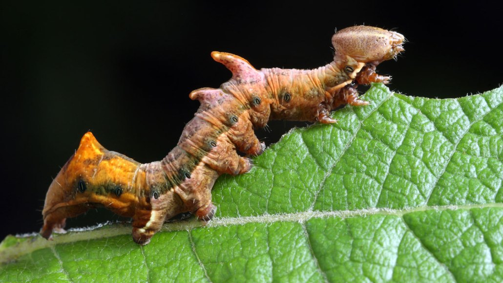 orange caterpillar eating a leaf