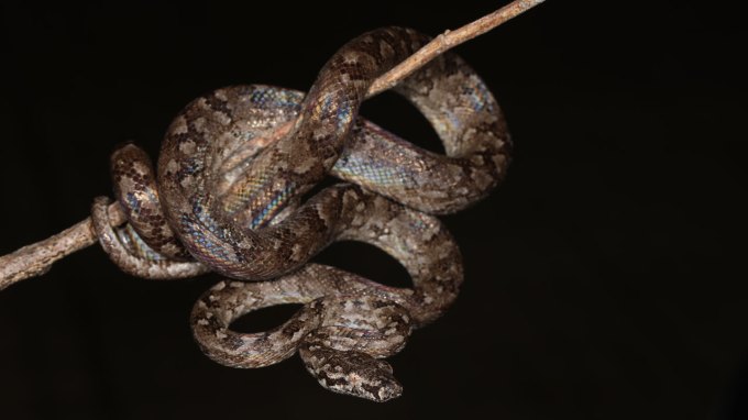 The newly described Hispaniolan vineboa