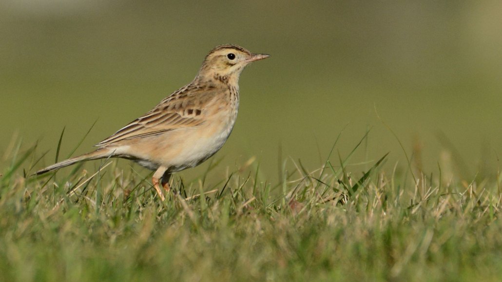 image of a Richard’s pipit amid grass