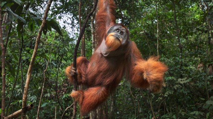 an orangutan holding onto a vine