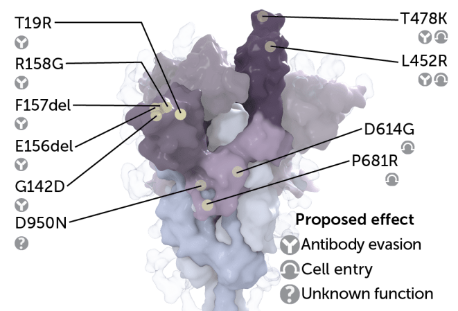 image of coronavirus spike protein with mutations labeled