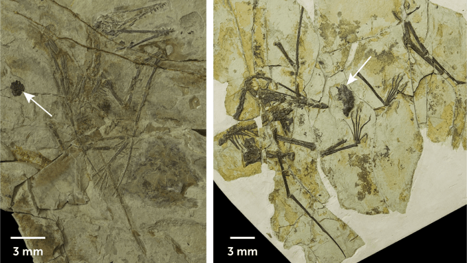 images of adult and juvenile pterosaur fossils with arrows pointing to fossilized gastric pellets