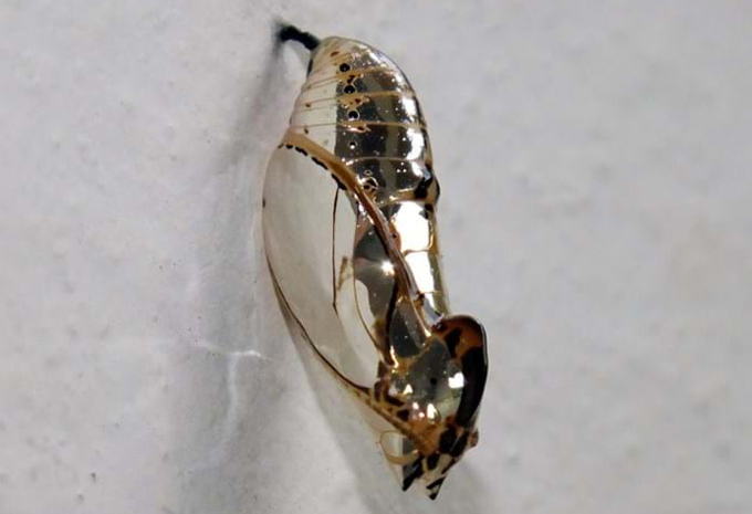 An orange-spotted tiger clearwing butterfly emerging from a shiny chrysalis