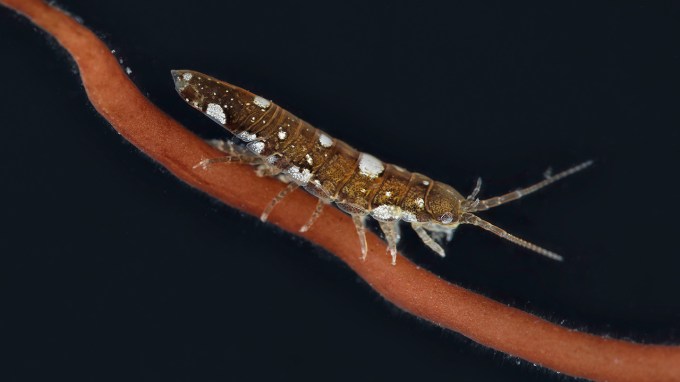 A small crustacean, Idotea balthica, that looks like a small clawless lobster, climbs along a stalk of red algae