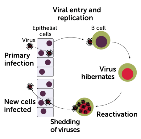a diagram showing they cycle of Epstein-Barr virus infecting epithelial and immune system B-cells