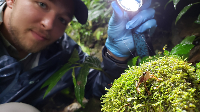 Conservation biologist Kyle Jaynes shines a flashlight at a Rio Faisanes stubfoot toad (Atelopus coynei), one of the critically endangered species of harlequin frog once thought to be extinct.