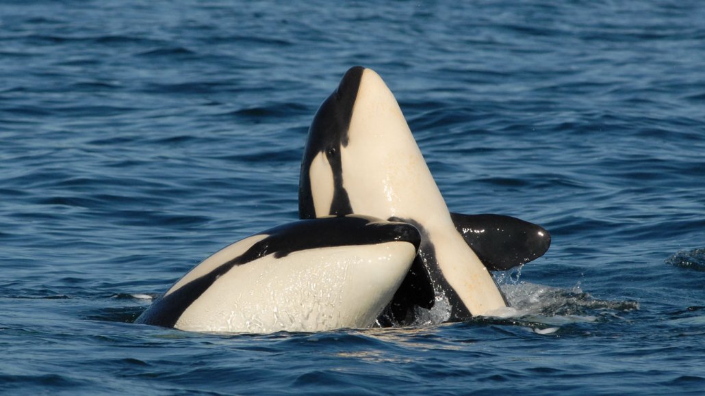 Two orca whales breaching.