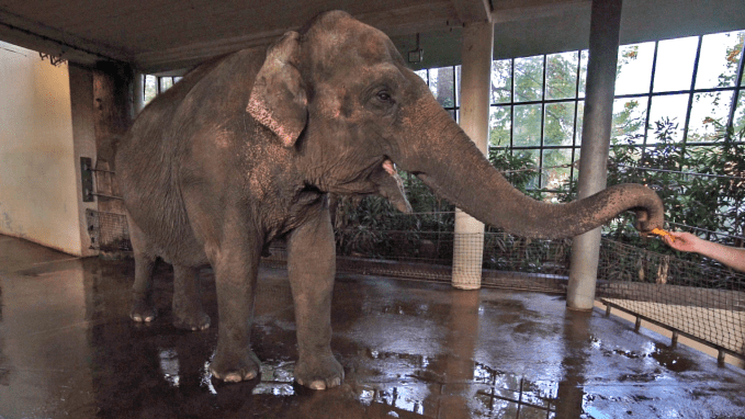 Asian elephant grabbing a banana with her trunk