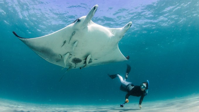 In this underwater photo, Marine biologist Jessica Pate swims beside a large oceanic manta ray.
