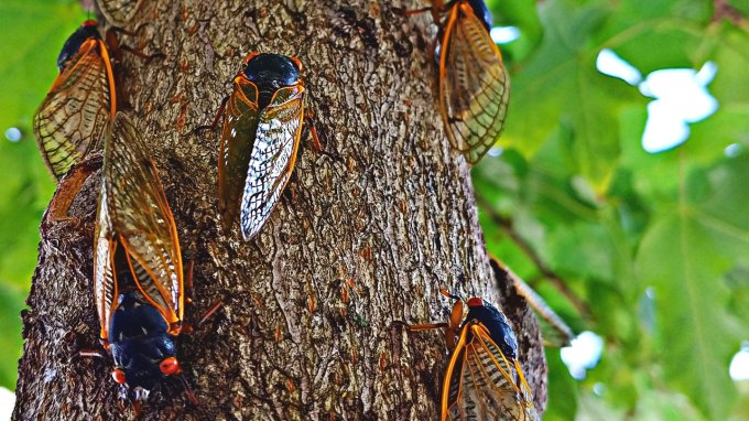 A photo of several cicadas resting on the trunk of a tree with leaves in the background.