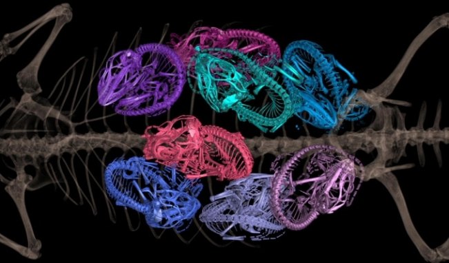 Part of the skeleton of a spiny lizard is seen behind eight false-colored curled up smaller lizard skeletons.