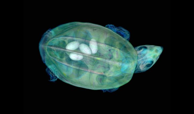 A top-down view inside a turtle shows four eggs within its shell.