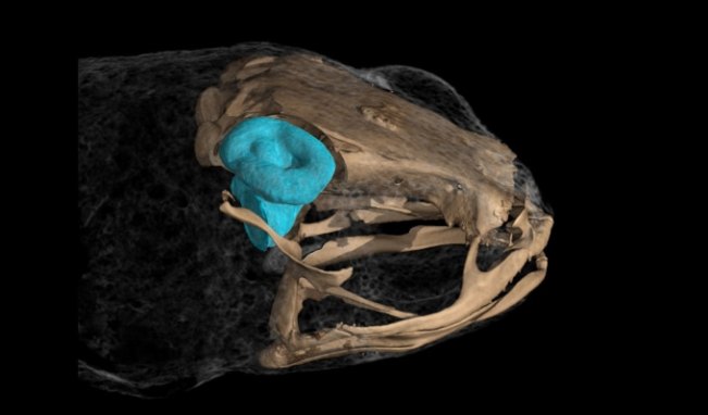 The skull of a tiny frog shows the large coiled structures that make up its inner ears.