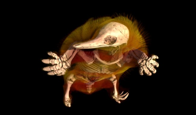 The skeleton of an echidna, with many spines jutting out of its back.