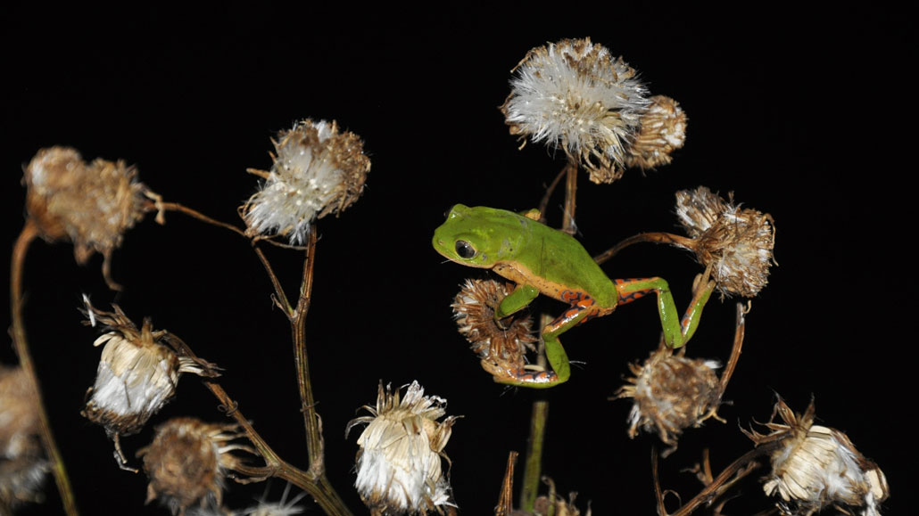 A tiny, bright green frog perches on some plants