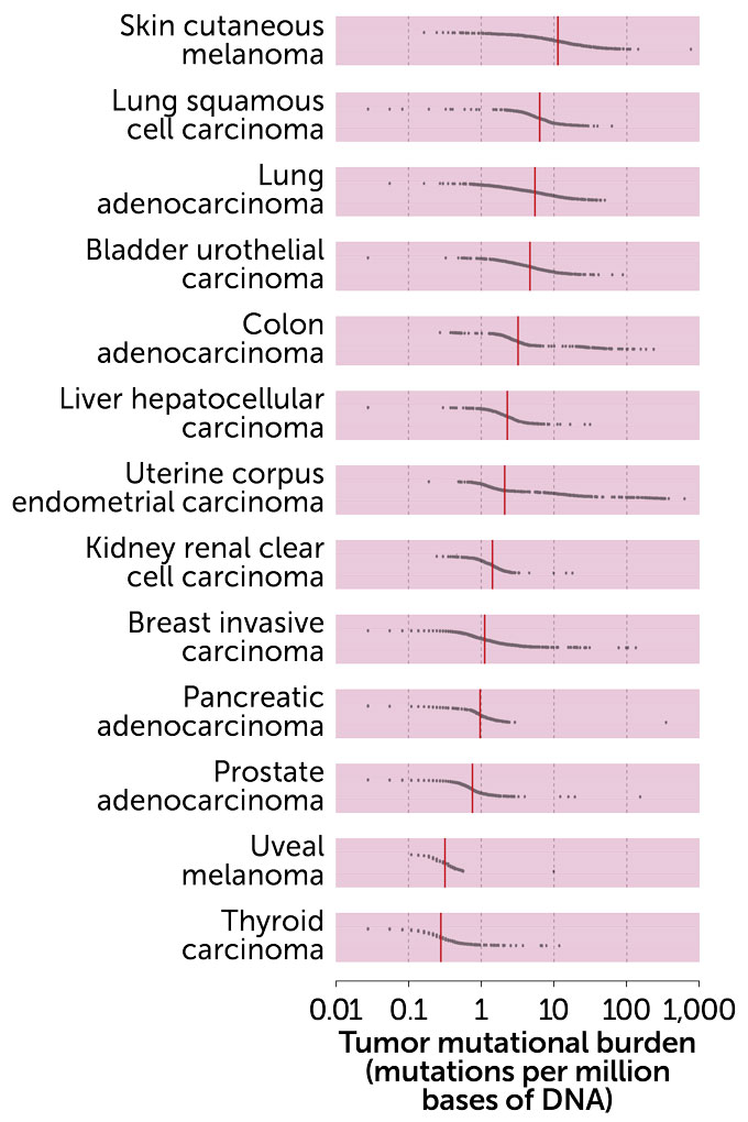 A chart comparing the tumor mutational burden (mutations per million bases of DNA) of: Skin cutaneous melanoma, lung squamous cell carcinoma, lung adenocarcinoma, colon adenocarcinoma, liver hepatocellular carcinoma, uterine corpus endometrial carcinoma, kidney renal clear cell carcinoma, kidney renal clear cell carcinoma, breast invasive carcinoma, pancreatic adenocarcinoma, prostate adenocarcinoma, prostate adenocarcinoma, uveal melanoma, and thyroid carcinoma.