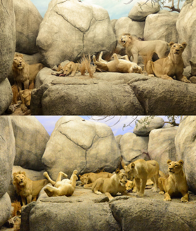 Two versions of the lion diorama at the Natural History Museum of Los Angeles show how the display as evolved to become more realistic. The older image at the top shows six lions including two roaring males. The one on the bottom has more females, includng a pair nuzzling and one obvious standing male in the background.