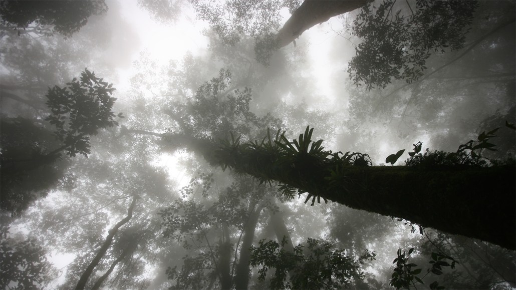 The tops of trees fade into a misty cloud in this image inside a cloud forest, from the vantage point of looking straight up.
