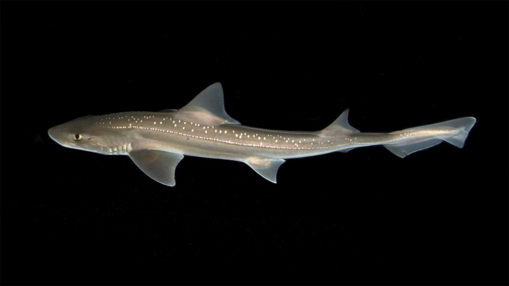 A grayish-brown shark with white spots along it's back swims across a black background.
