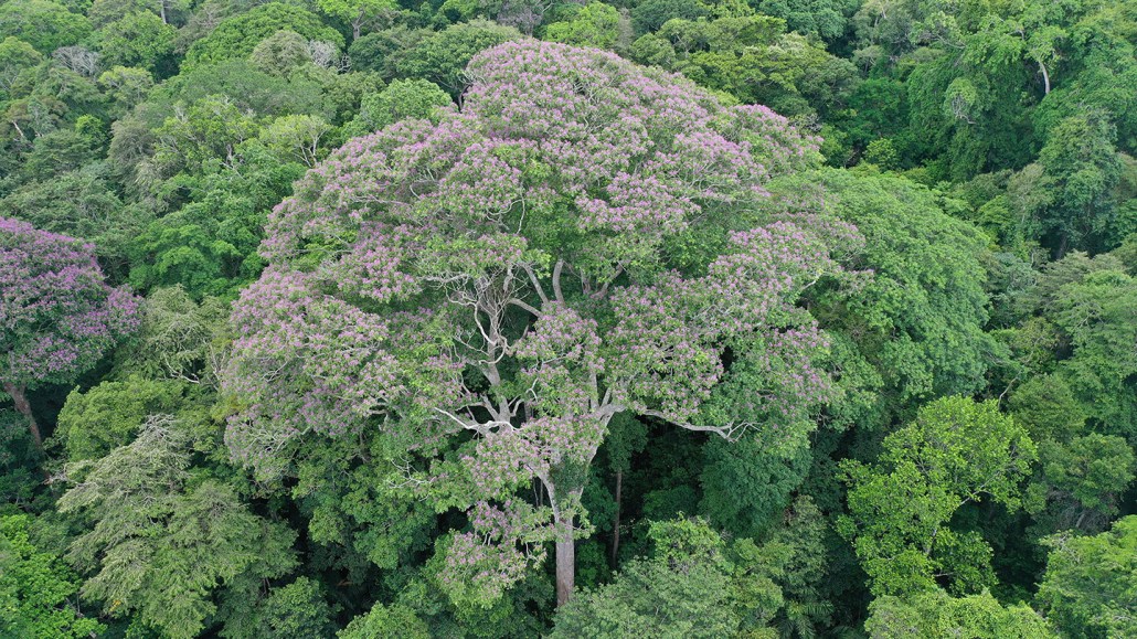 A Dipteryx oleifera tree stand above the forest. It benefits from lightning strikes, new research suggests.