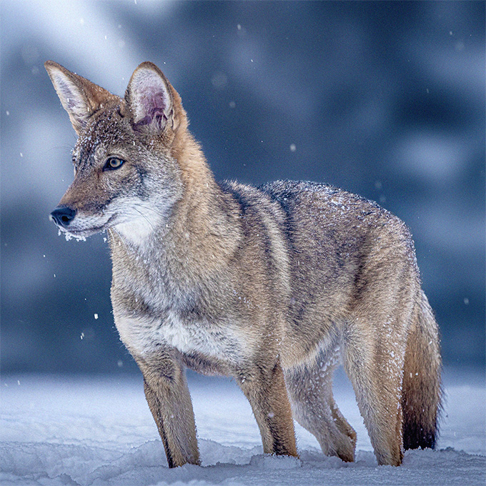 A red wolf with white, black and reddish tan fur stands in snow.