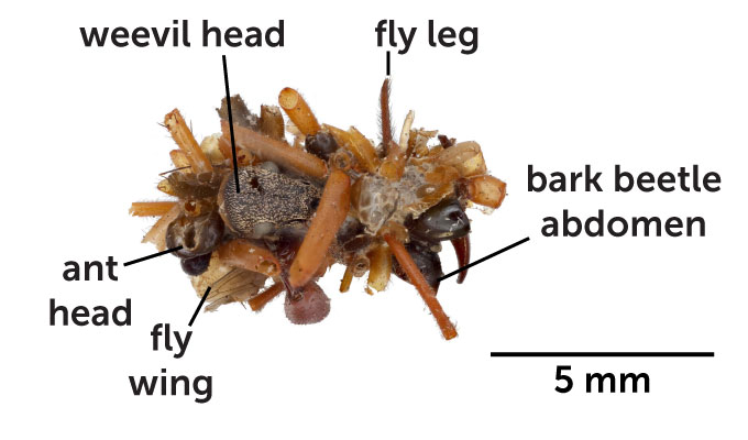 A single caterpillar case with different insect parts pointed out on it: an ant head, a weevil head, a fly leg, a fly wing and a bark beetle abdomen.