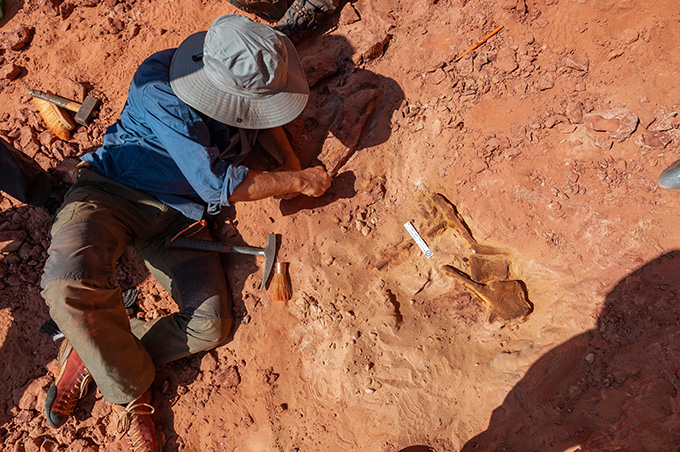 A paleontologist facing the orange-red ground searching for Spinosaurus fossils