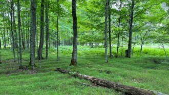 Open woodland with tall trees and bright green foliage, grassy forest floor with a subtly ridged terrain and fallen logs in the foreground.