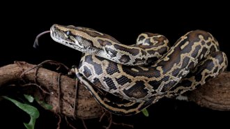 An image of a python, tongue out, on black background