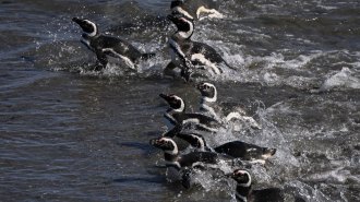 A group of Magellanic penguins swims in the ocean.