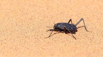 An image of a desert beetle on light brown sand