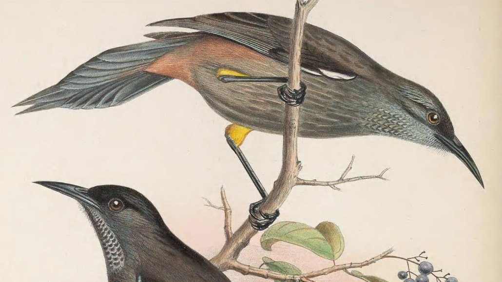 An illustration of the Kauaʻi ʻōʻō bird, a small sparrowlike gray bird