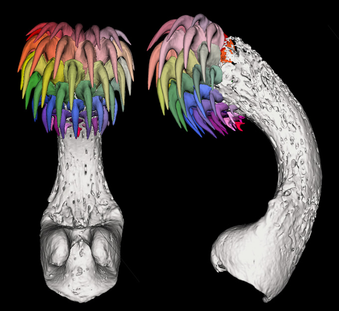 A 3-D scan of a ghost shark’s tenaculum shown from two angles. The teeth, all clustered at one end of the arced body, are colored in shades of red, orange, green, blue and purple, while the rest of the structure is displayed in white against a black background.