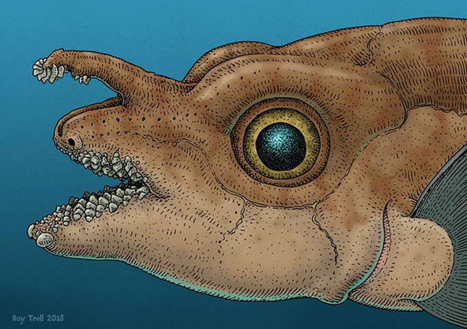 An artistic reconstruction of the head of a ghost shark ancestor, showing a large round eye, bumpy skin texture and rows of unusual teeth along the upper and lower jaws. The fish has a long, pointed snout with small, toothlike projections.