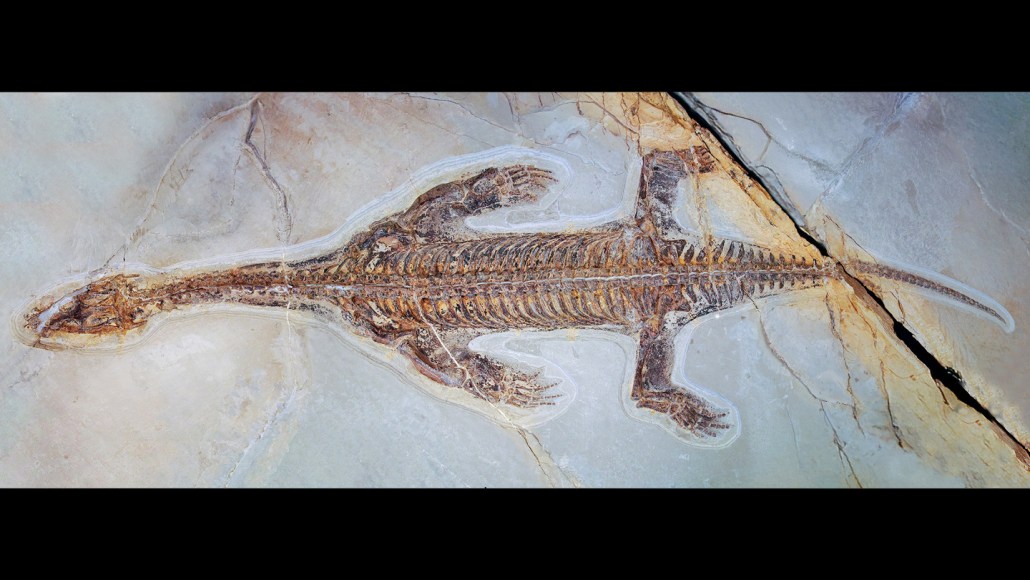 the unearthed skeleton of a plesiosaur
