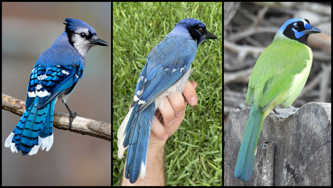 Three panels show a blue jay (left) with it's classic blue and white tail feathers, a green jay (right) with it's black face mask and green body, and a hybrid "grue jay," blue but with less distinctive tail markings than a blue jay and a masked face like a green jay.