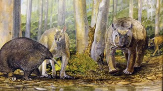 An illustration shows ancient megafauna that once lived in Australia, including a giant echidna, a giant kangaroo, a tapir-looking animal and a thylacine. They are pictured in amongst tree trunks in a forest.